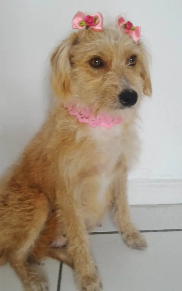 Cachorro ra a SRD-ViraLata idade 1 ano nome SARAH (CASTRADA)