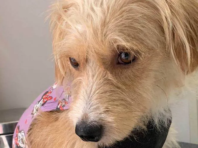 Cachorro ra a SRD-ViraLata idade 1 ano nome SARAH (CASTRADA)