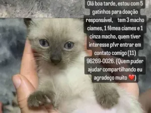 Gato raça SRD-ViraLata idade 2 a 6 meses nome Anjinhos