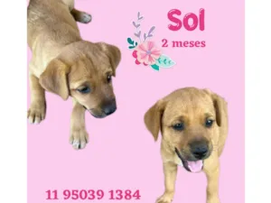 Cachorro raça  idade Abaixo de 2 meses nome Sol