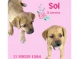 Sol
