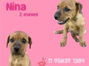 Cachorro raça  idade Abaixo de 2 meses nome Nina