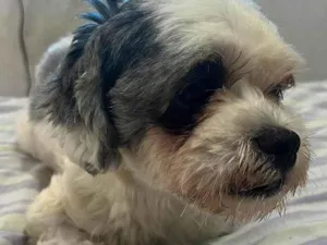 Cachorro raça  idade 3 anos nome bidu