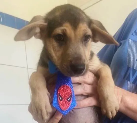 Cachorro ra a SRD-ViraLata idade 2 a 6 meses nome BEGINHO