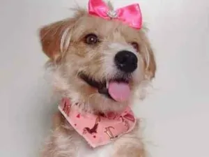 Cachorro raça SRD-ViraLata idade 1 ano nome SARAH (CASTRADA)