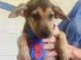 BEGINHO