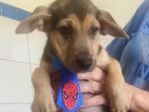 Cachorro raça SRD-ViraLata idade 2 a 6 meses nome BEGINHO