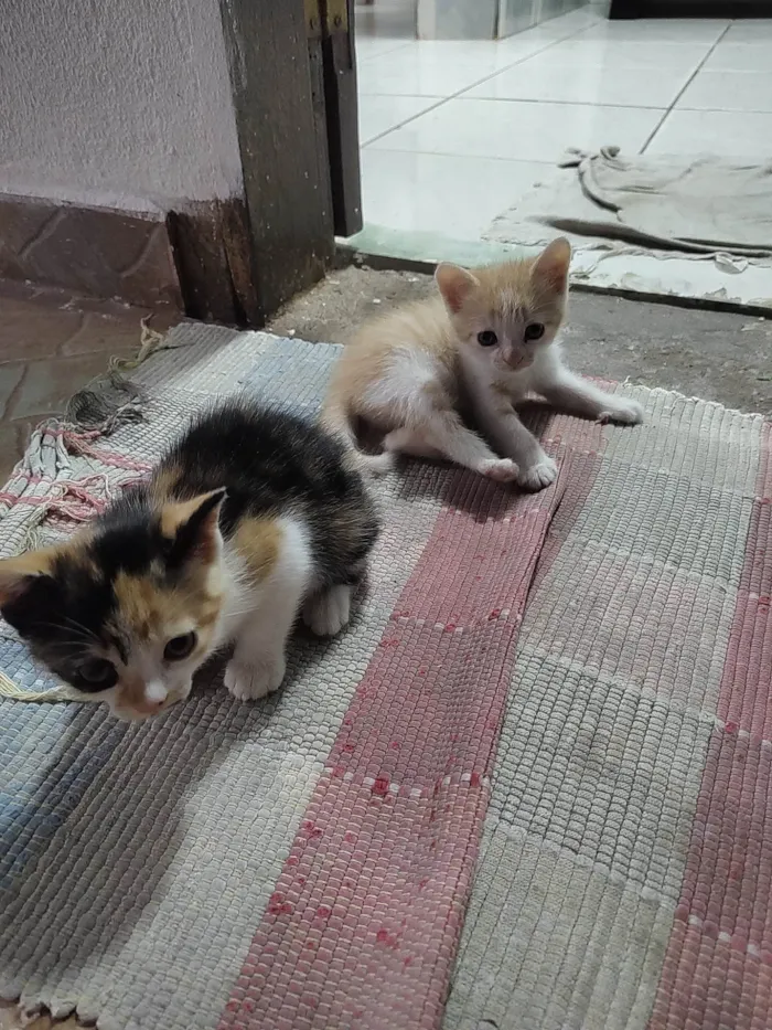 Gato ra a  idade 2 a 6 meses nome Sem nome