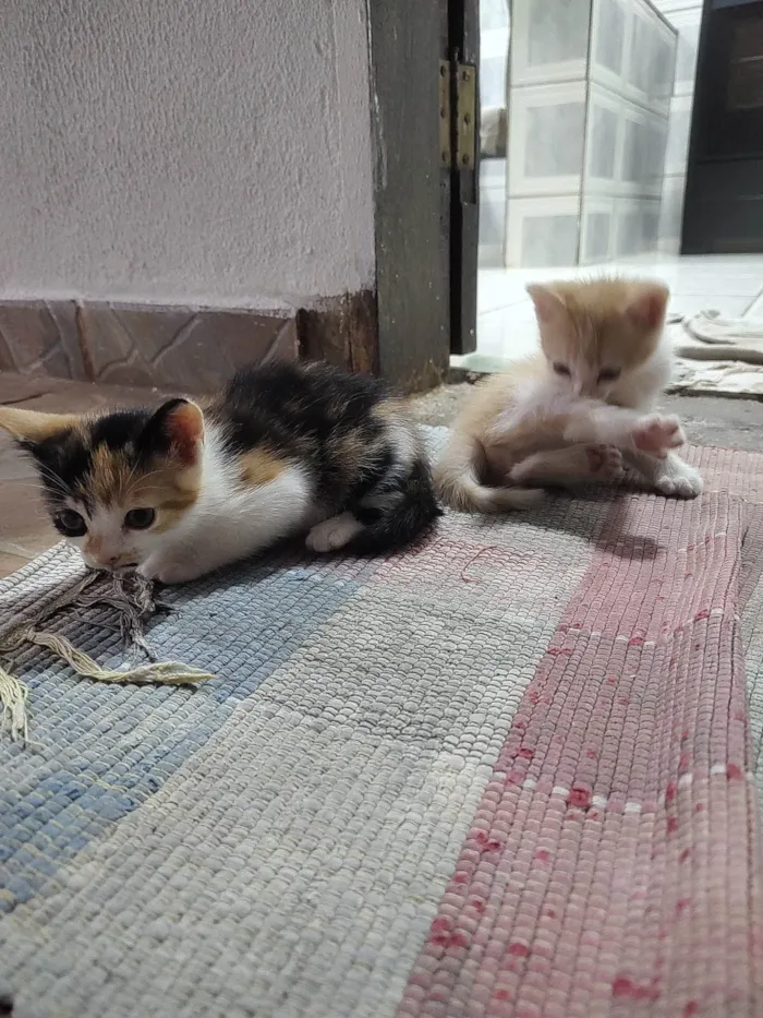 Gato ra a  idade 2 a 6 meses nome Sem nome