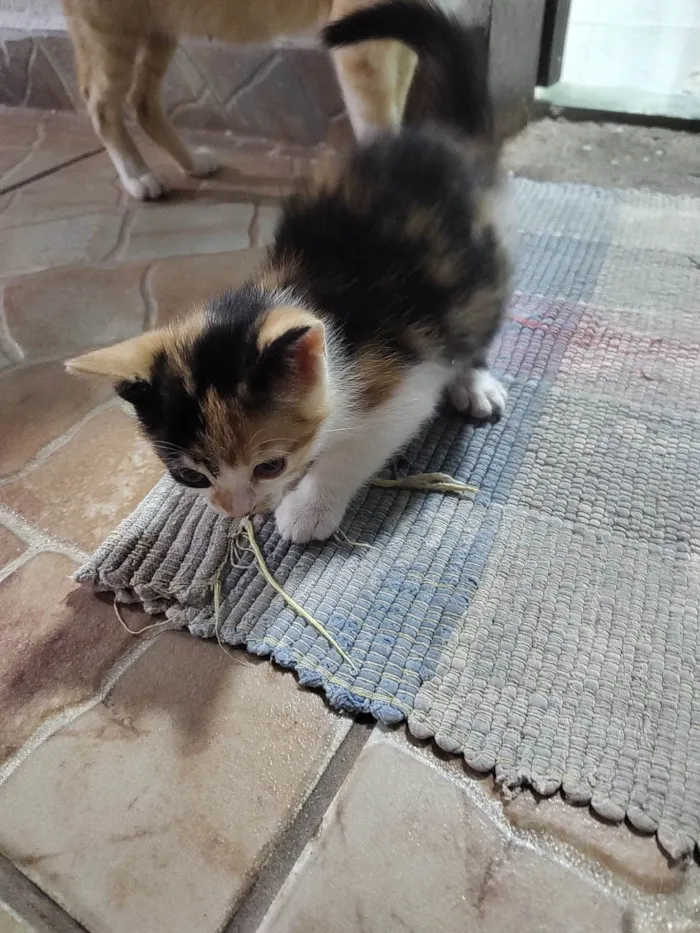 Gato ra a  idade 2 a 6 meses nome Sem nome