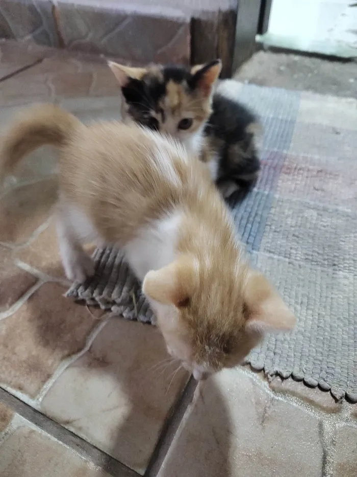 Gato ra a  idade 2 a 6 meses nome Sem nome