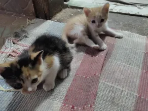 Gato raça  idade 2 a 6 meses nome Sem nome