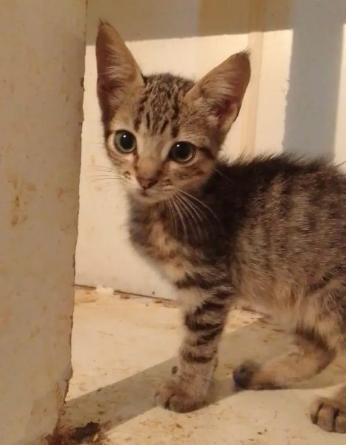 Gato ra a Srd idade 2 a 6 meses nome ........