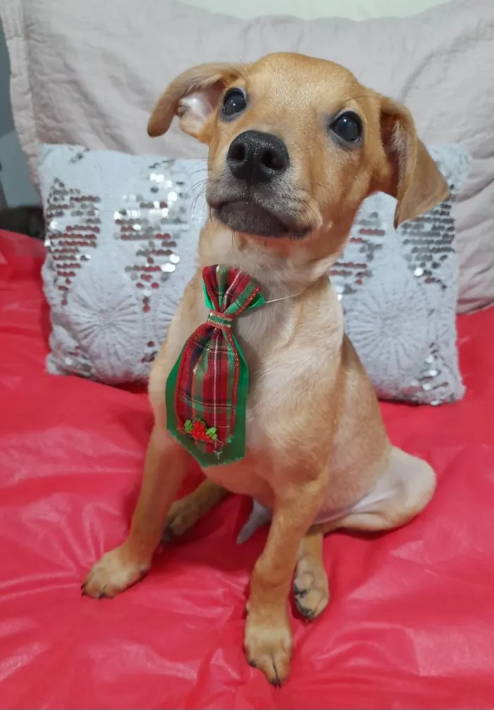 Cachorro ra a SRD-ViraLata idade 2 a 6 meses nome Apolo 