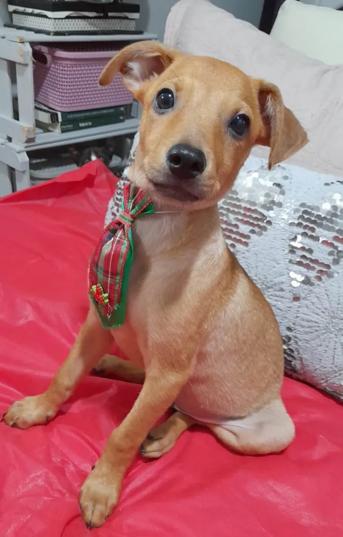 Cachorro ra a SRD-ViraLata idade 2 a 6 meses nome Apolo 