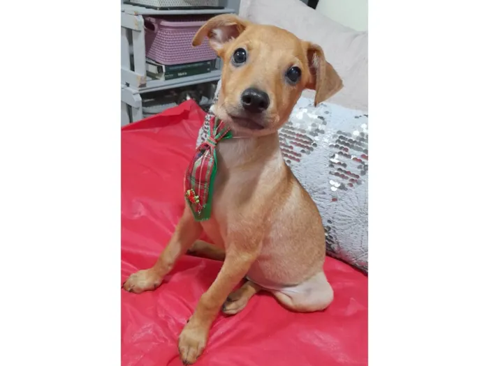 Cachorro ra a SRD-ViraLata idade 2 a 6 meses nome Apolo 