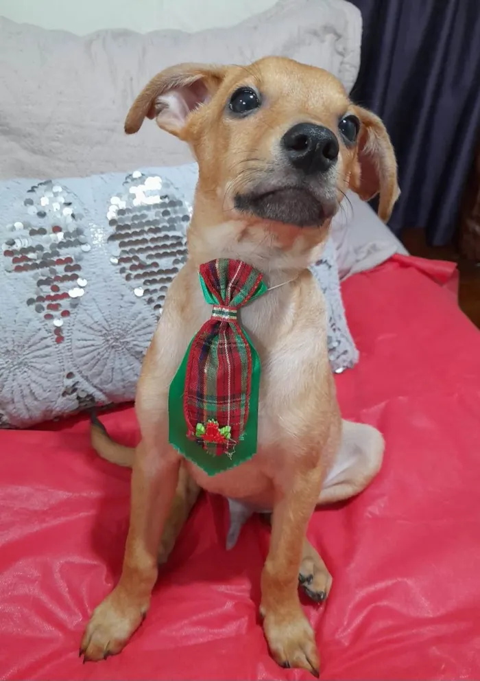 Cachorro ra a SRD-ViraLata idade 2 a 6 meses nome Apolo 