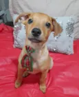 Apolo 