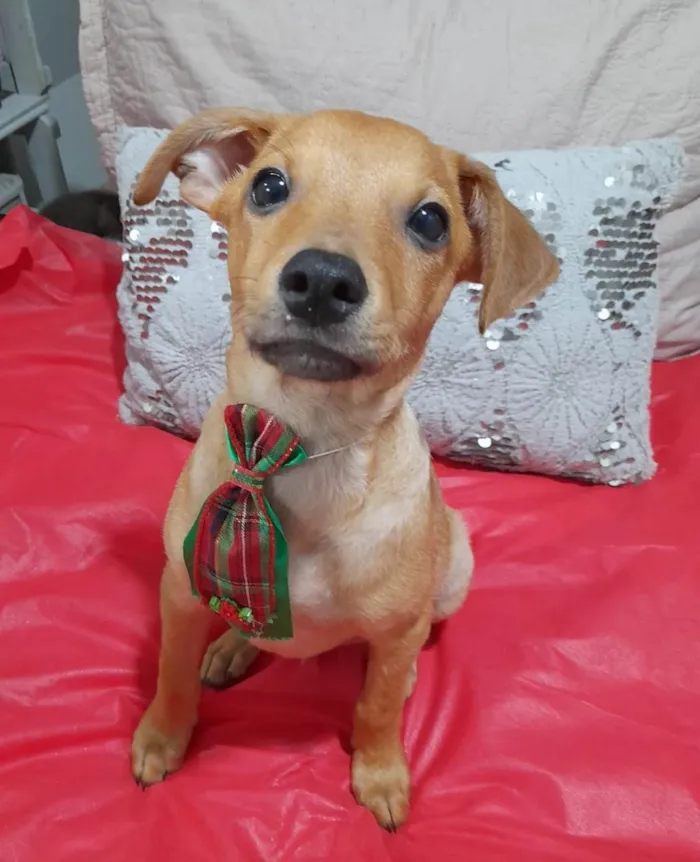Cachorro ra a SRD-ViraLata idade 2 a 6 meses nome Apolo 