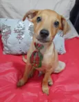 Apolo 