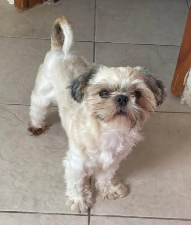 Cachorro ra a Shitzu idade 1 ano nome Fred