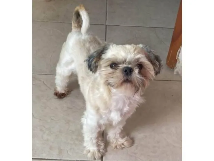 Cachorro ra a Shitzu idade 1 ano nome Fred