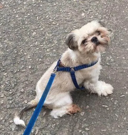 Cachorro ra a Shitzu idade 1 ano nome Fred