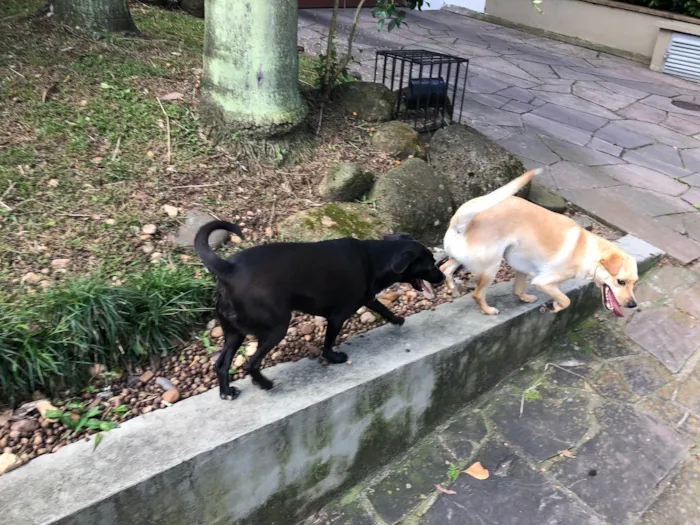 Cachorro ra a SRD-ViraLata idade 1 ano nome Caramelo James 