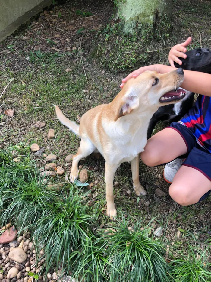 Cachorro ra a SRD-ViraLata idade 1 ano nome Fifa Catar 