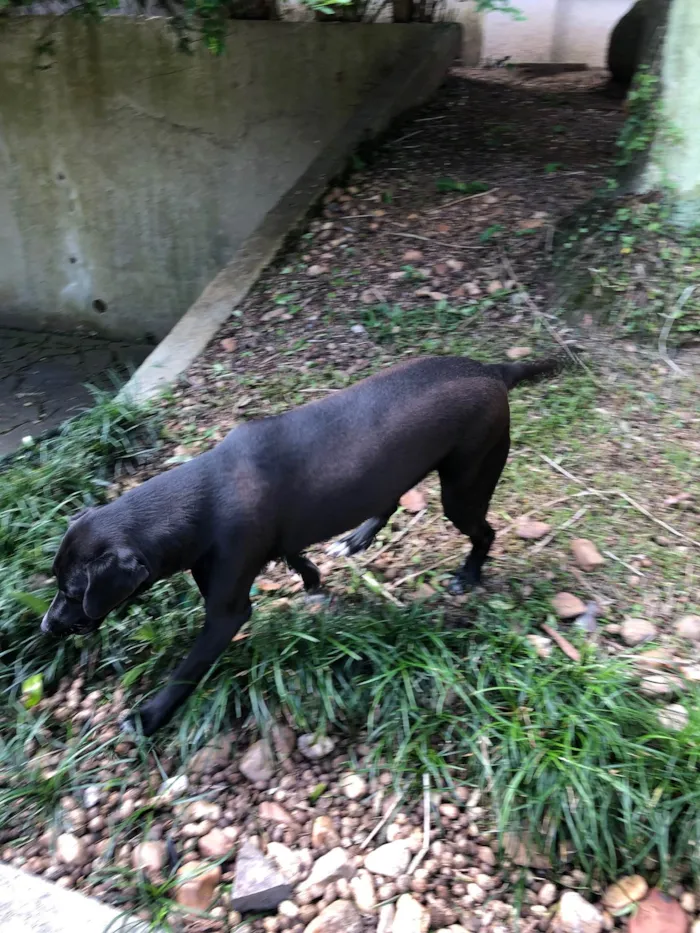 Cachorro ra a SRD-ViraLata idade 1 ano nome Fifa Catar 