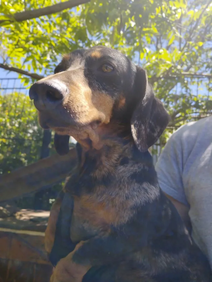 Cachorro ra a Dashchund - linguicinha idade 5 anos nome Chiquinha