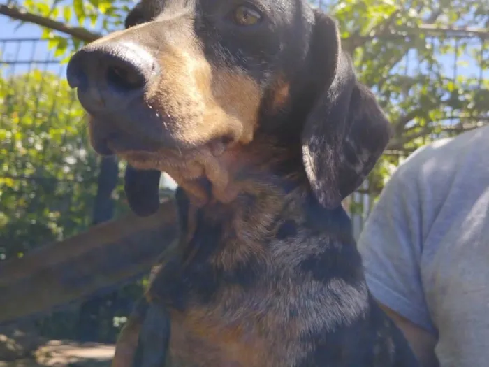 Cachorro ra a Dashchund - linguicinha idade 5 anos nome Chiquinha