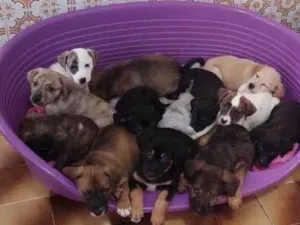 Cachorro raça SRD-ViraLata idade 2 a 6 meses nome Bebês 