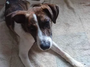 Cachorro raça SRD-ViraLata idade 1 ano nome Pudim