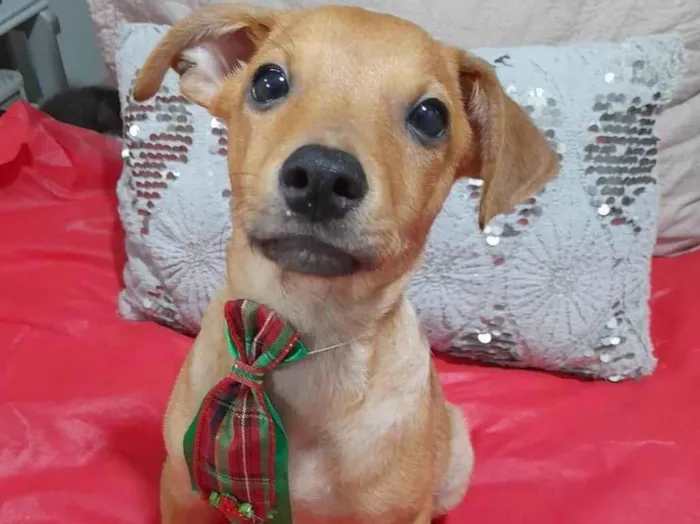 Cachorro ra a SRD-ViraLata idade 2 a 6 meses nome Apolo 