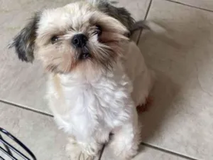 Cachorro raça Shitzu idade 1 ano nome Fred