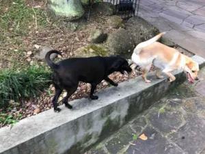 Cachorro raça SRD-ViraLata idade 1 ano nome Caramelo James 