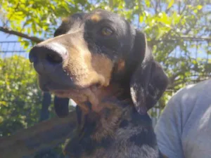 Cachorro raça Dashchund - linguicinha idade 5 anos nome Chiquinha