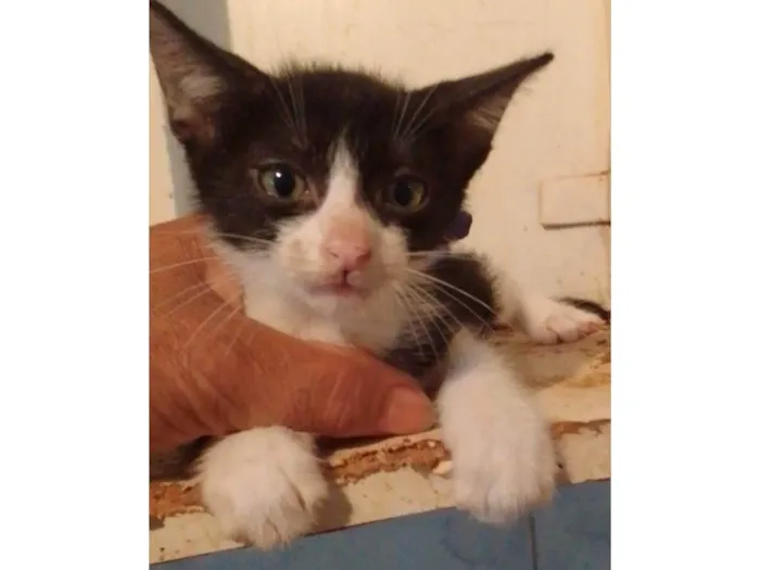 Gato ra a Srd idade 2 a 6 meses nome .....