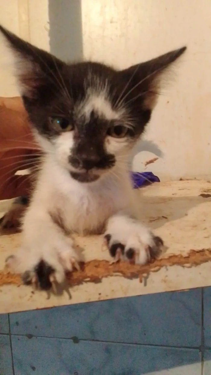 Gato ra a Srd idade 2 a 6 meses nome ......