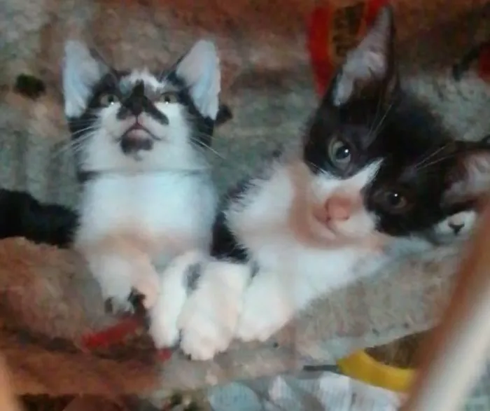 Gato ra a Srd idade 2 a 6 meses nome ......