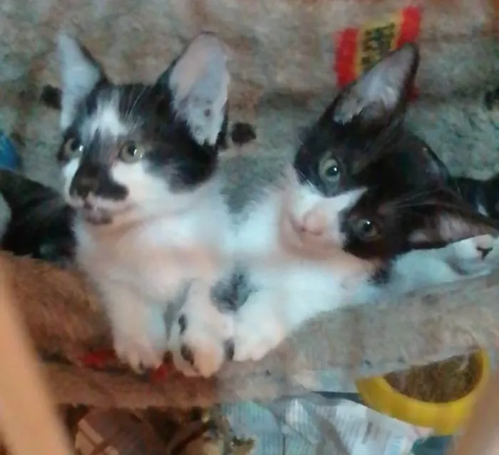 Gato ra a Srd idade 2 a 6 meses nome ......