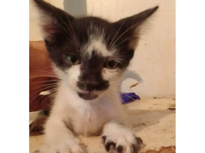 Gato ra a Srd idade 2 a 6 meses nome ......