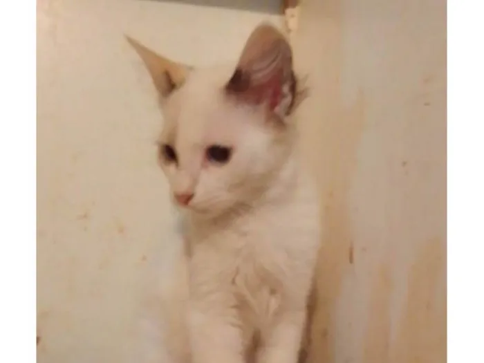Gato ra a Srd idade 2 a 6 meses nome .