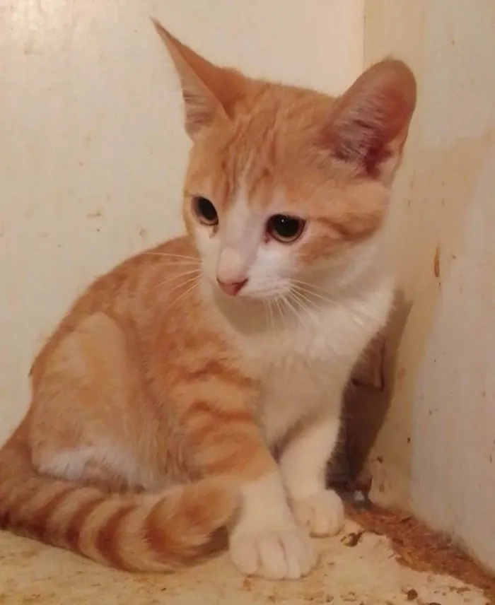 Gato ra a Srd idade 2 a 6 meses nome ...