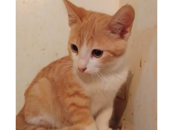 Gato ra a Srd idade 2 a 6 meses nome ...