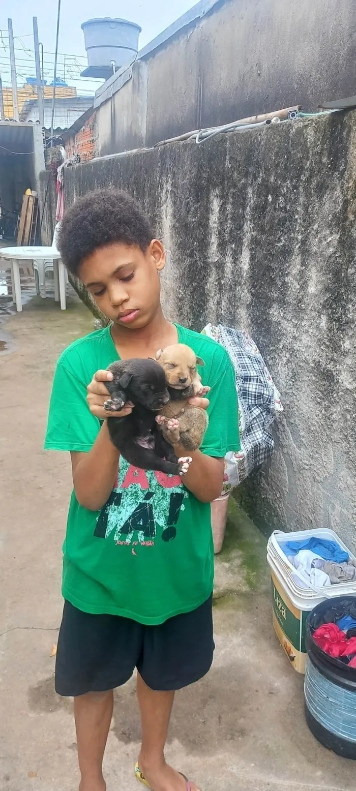 Cachorro ra a Labrador  idade Abaixo de 2 meses nome Ggg