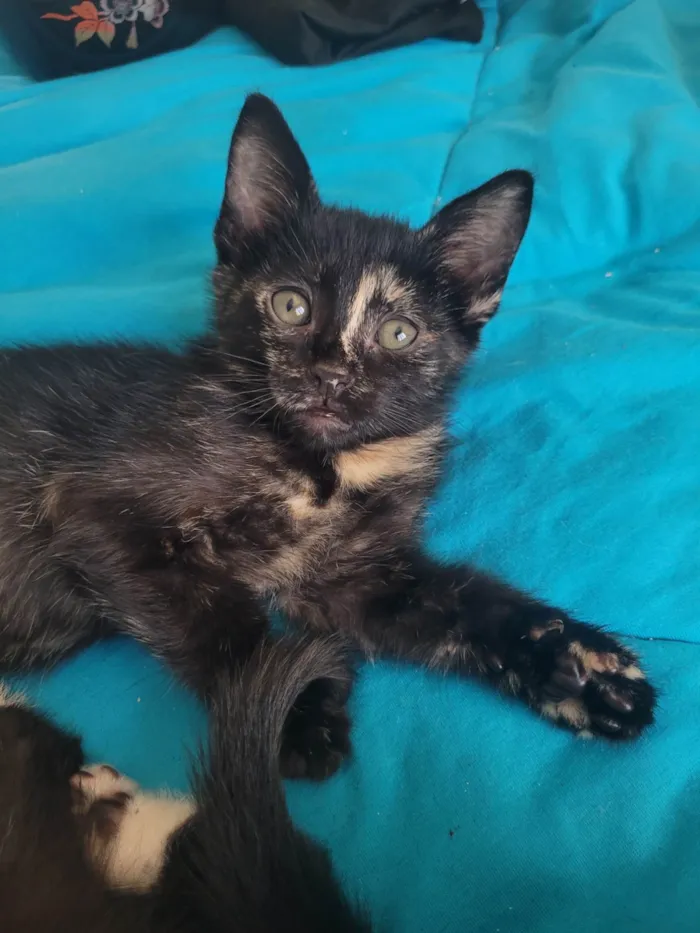 Gato ra a SRD-ViraLata idade 2 a 6 meses nome Sem nome
