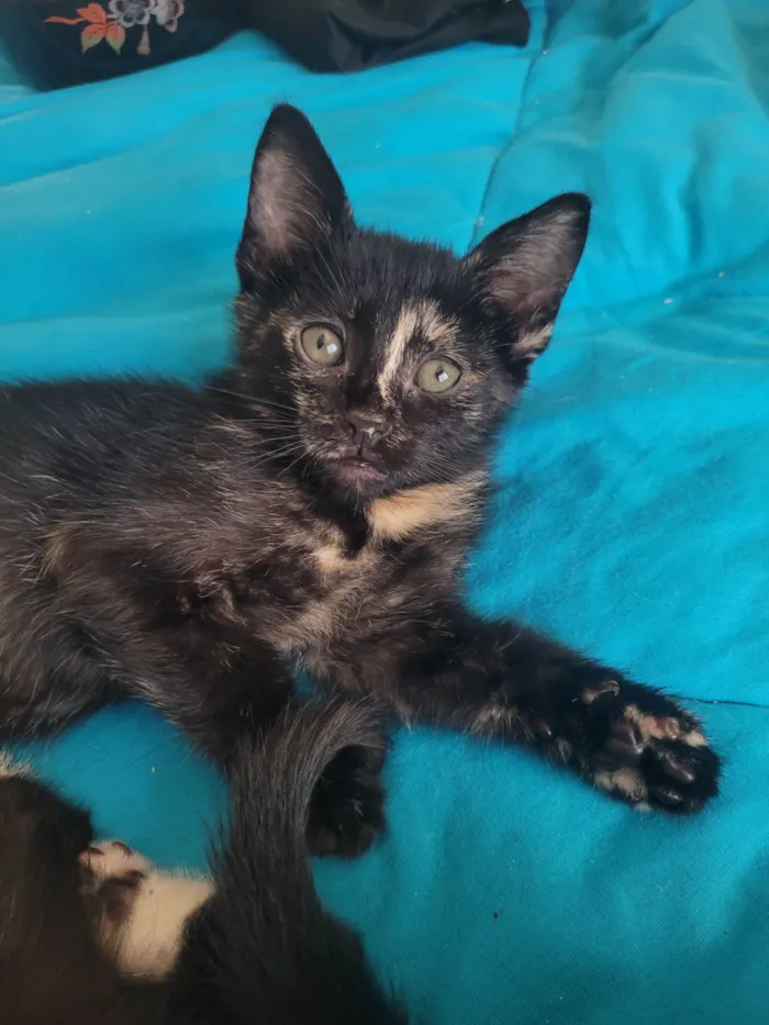 Gato ra a SRD-ViraLata idade 2 a 6 meses nome Sem nome