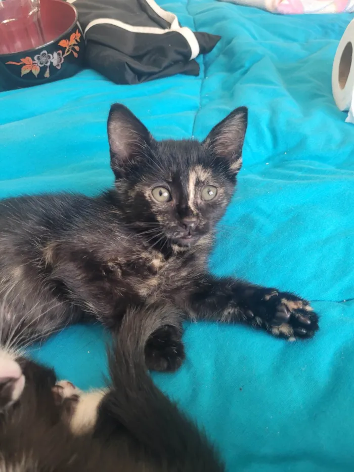 Gato ra a SRD-ViraLata idade 2 a 6 meses nome Sem nome